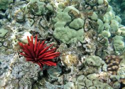 Pencil Urchin in Hawaii. Taken while freediving in Haunam... by Christa Loustalot 